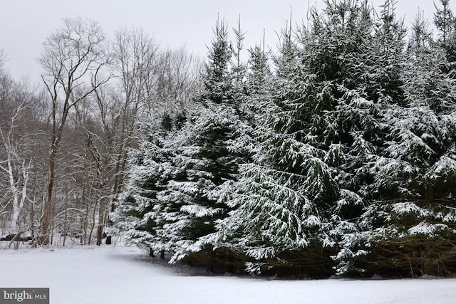 snowy landscape with a forest view