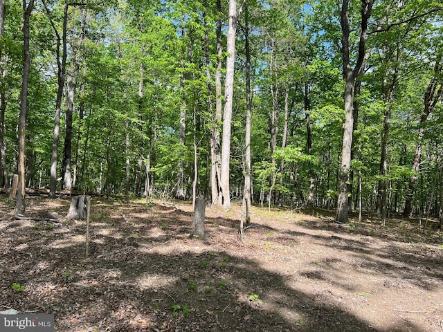 view of local wilderness