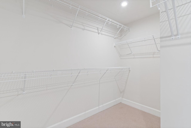 walk in closet with carpet floors