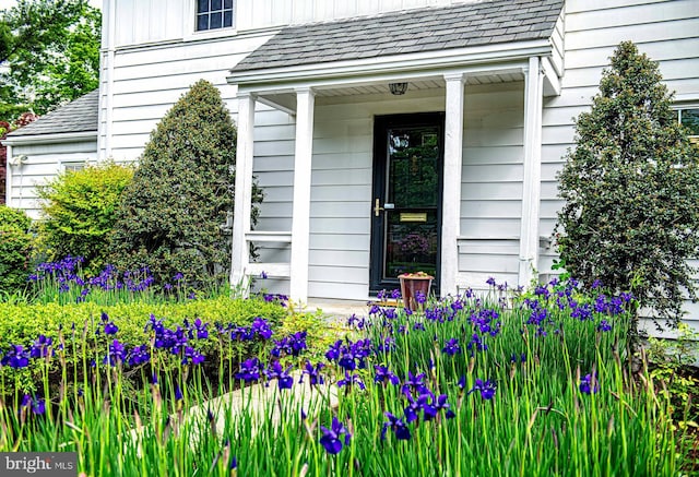 view of exterior entry with a shingled roof