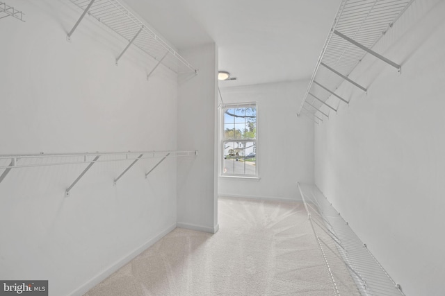spacious closet featuring carpet flooring