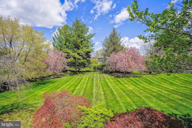 view of yard