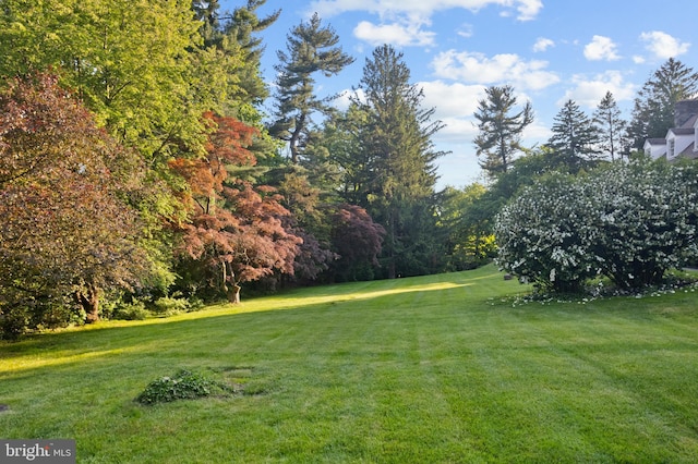 view of yard