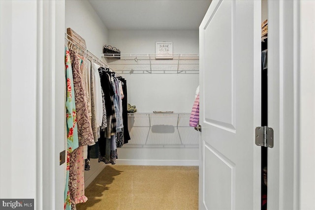 spacious closet featuring carpet