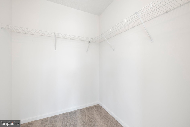 walk in closet with carpet flooring