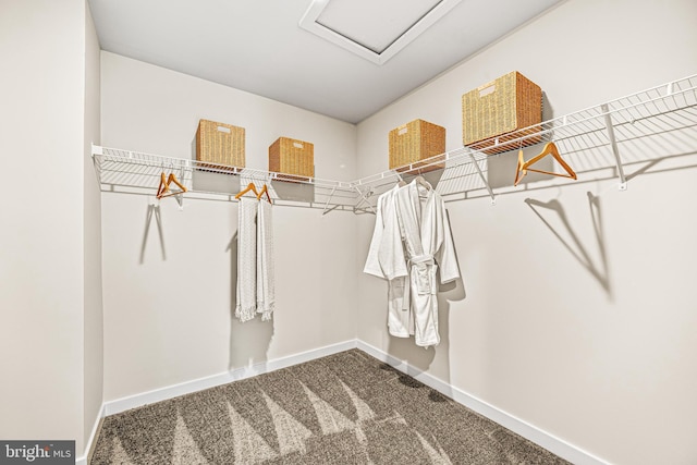 spacious closet featuring attic access and carpet floors