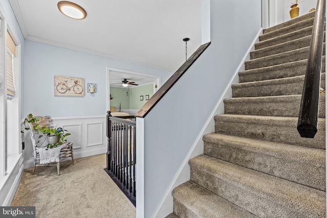 stairs featuring ornamental molding, a ceiling fan, carpet, and wainscoting