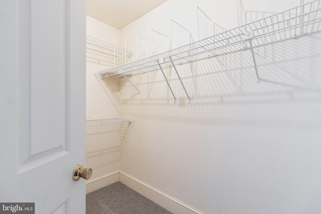 spacious closet featuring carpet floors