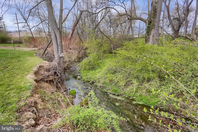 view of local wilderness