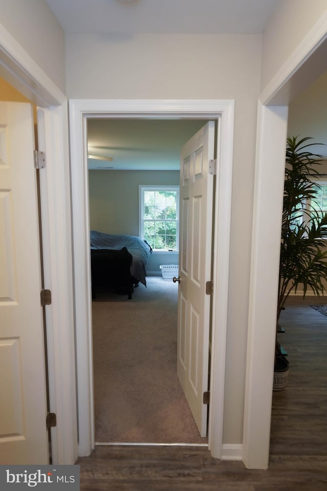 corridor featuring dark wood-style floors and dark colored carpet