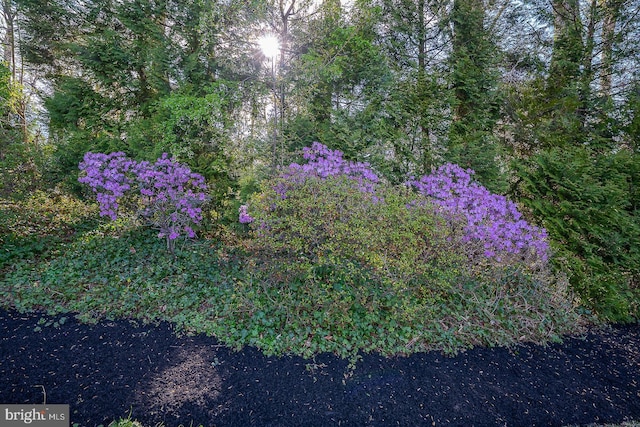 view of nature