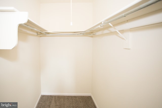 walk in closet featuring carpet