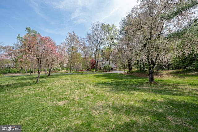 view of yard