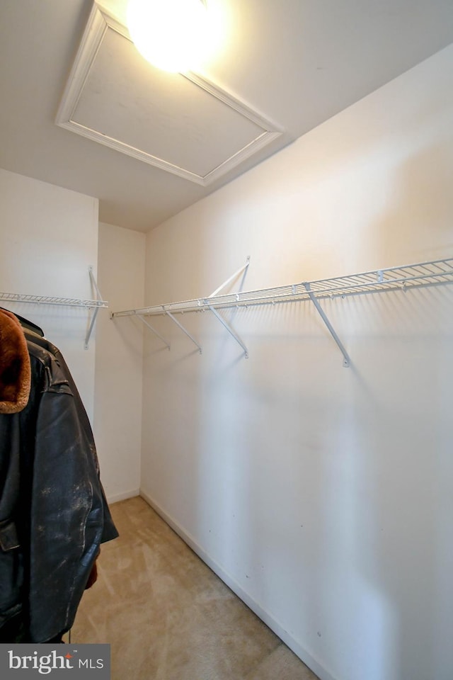 spacious closet with attic access and light colored carpet