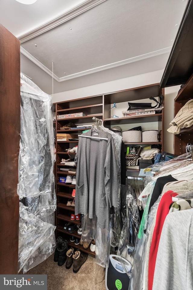 walk in closet with carpet floors