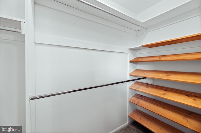 walk in closet featuring carpet floors