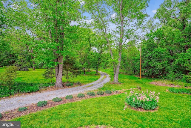 view of yard