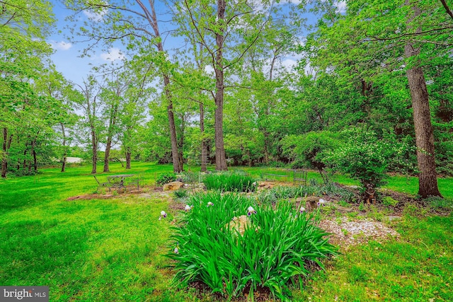 view of yard