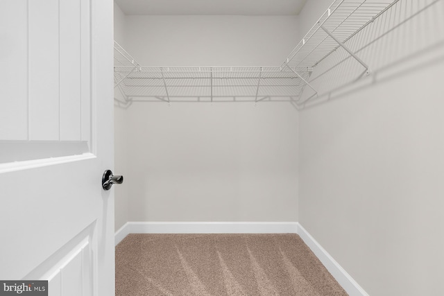 spacious closet with carpet