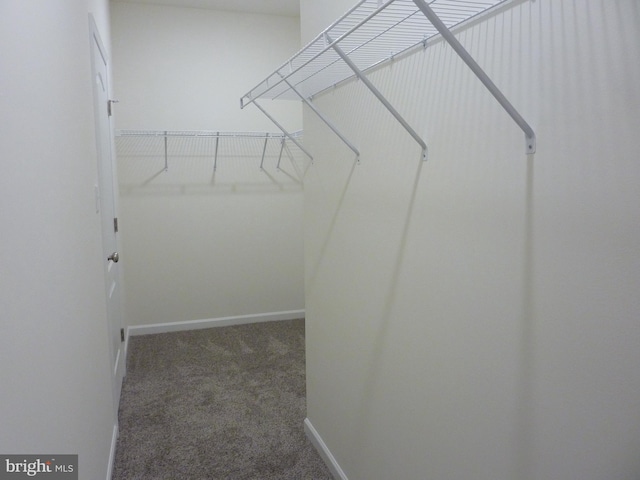 spacious closet with carpet floors