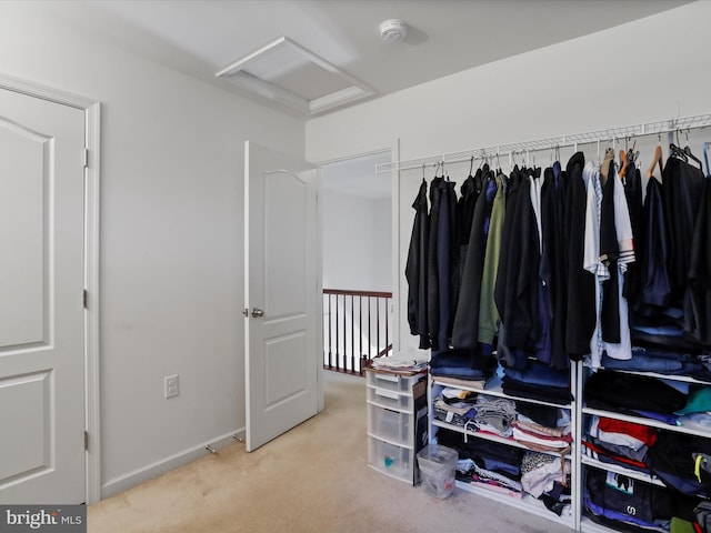 walk in closet with attic access and carpet
