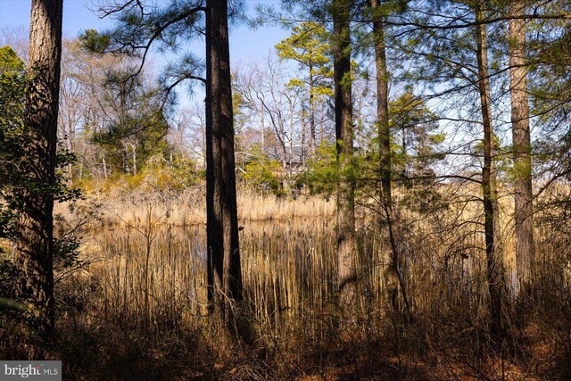 view of local wilderness