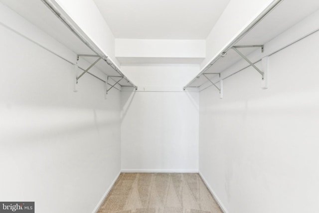 walk in closet with carpet flooring