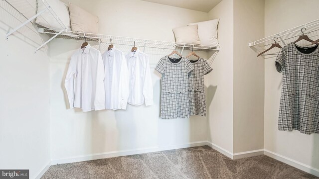 spacious closet featuring carpet flooring