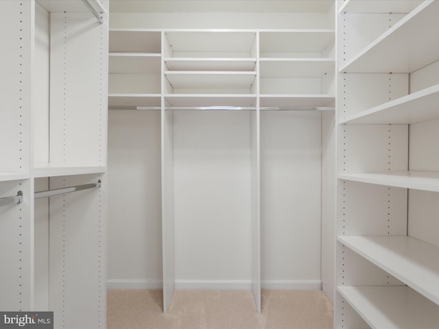 spacious closet featuring carpet flooring