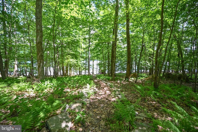 1419 Sandy Shores Rd, Mc Henry, MD 21541 - view of local wilderness