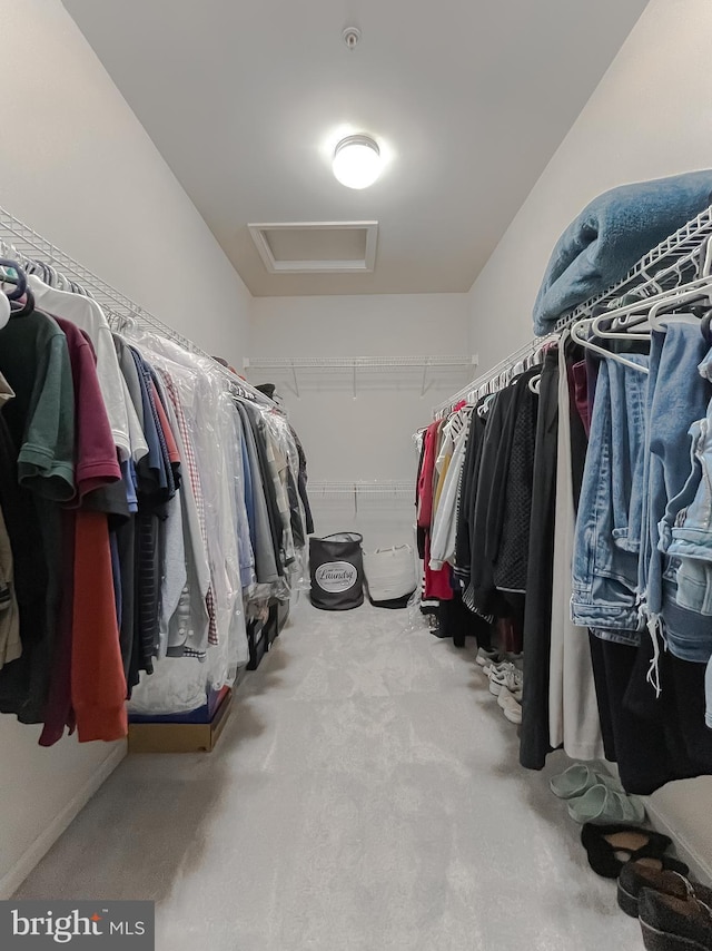 spacious closet with attic access and carpet floors