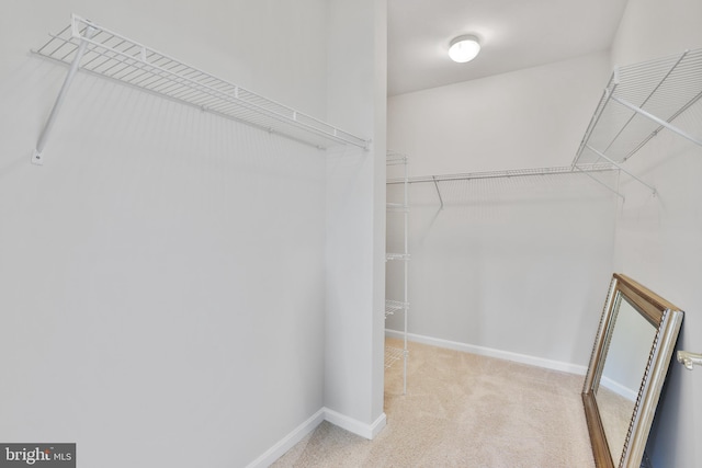spacious closet featuring carpet
