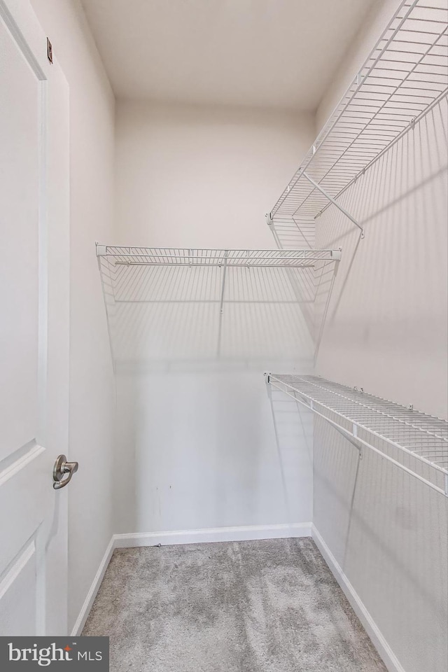 spacious closet with carpet floors