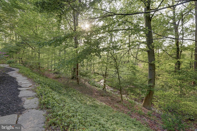 view of tree filled area