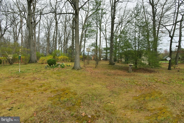 view of local wilderness