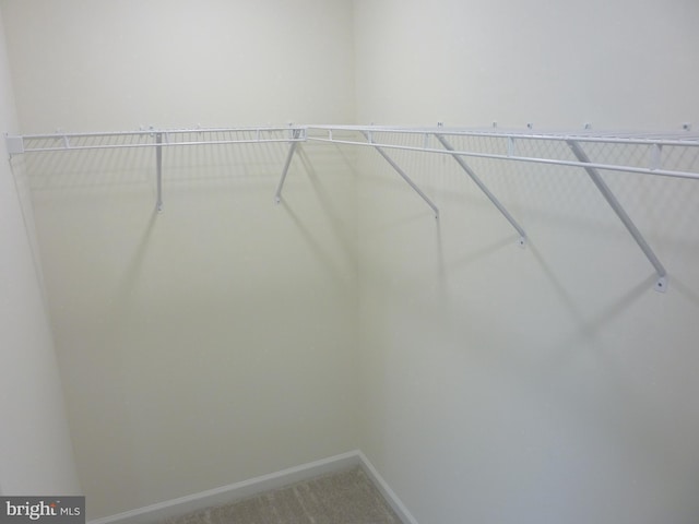 spacious closet featuring carpet floors