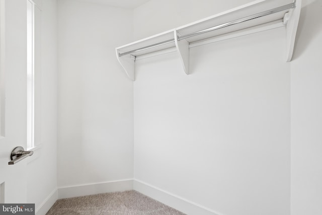 walk in closet with carpet flooring