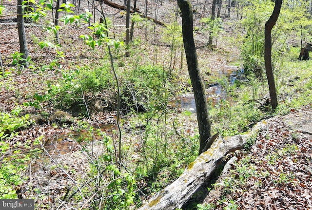 view of local wilderness