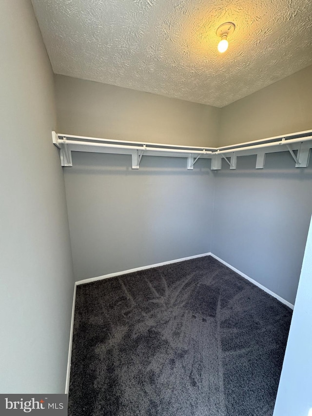 spacious closet featuring carpet flooring