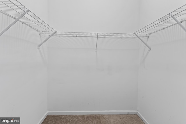 walk in closet with carpet flooring