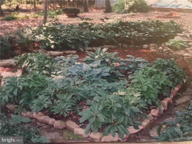 view of local wilderness