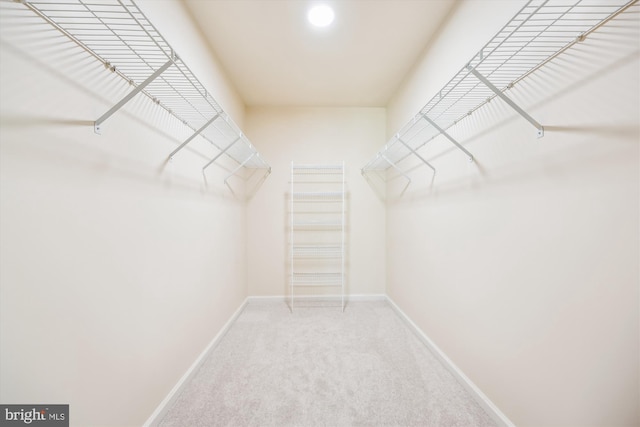 walk in closet featuring carpet flooring