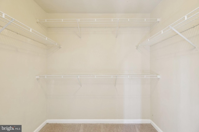 spacious closet with carpet floors