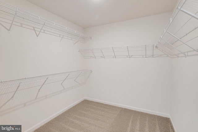 224 Camwood Ct, Fredericksburg, VA 22405 - walk in closet featuring carpet floors