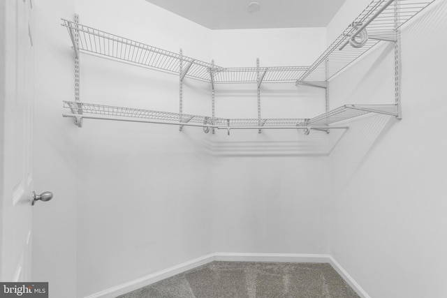 spacious closet featuring carpet