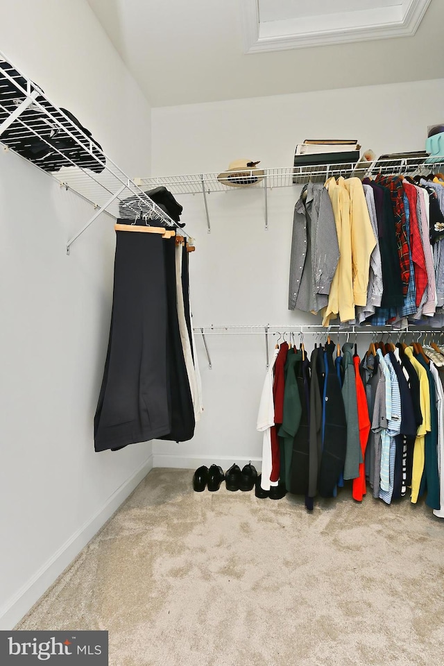 walk in closet with carpet floors