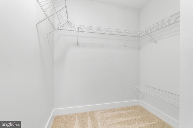 spacious closet with carpet