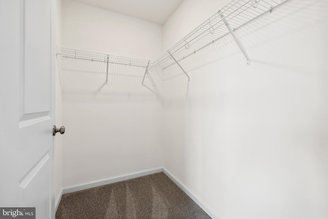 spacious closet featuring dark colored carpet