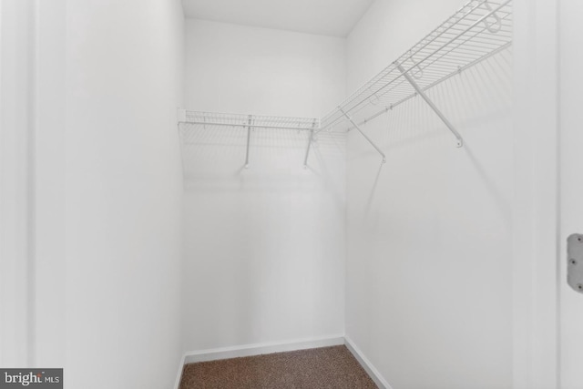 spacious closet with carpet floors