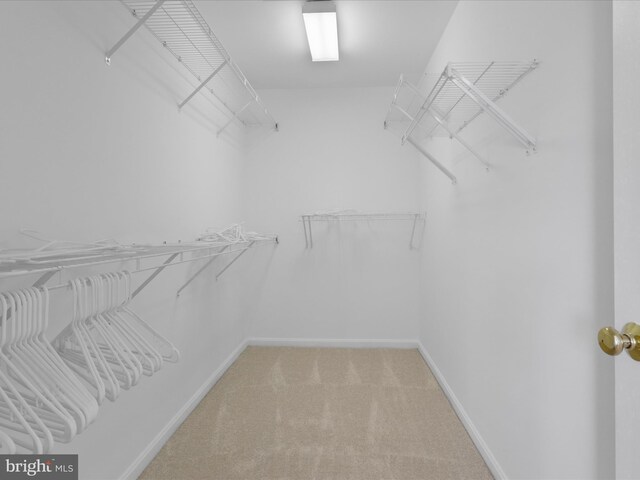 spacious closet featuring carpet